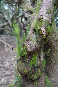 Close-up of moss growing on tree trunk