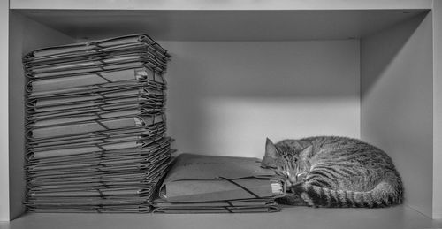 Cat sleeping by files on shelf