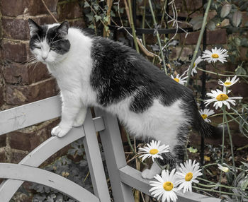 Close-up of cat on flower