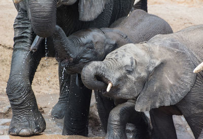 Full length of elephant