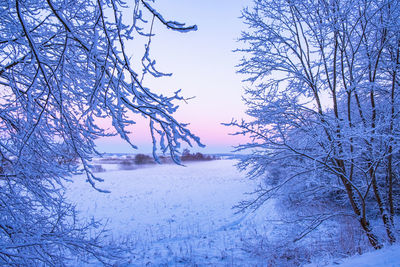 Bare trees on snow covered landscape against sky