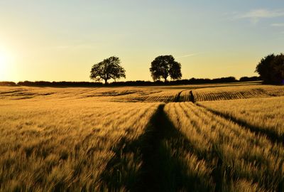 Scenic view of agricultural field against sky during sunset