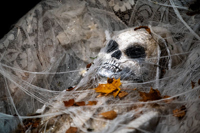 Close-up of spider web