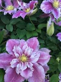 Close-up of pink flowering plant