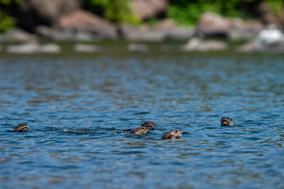 Ducks swimming in lake