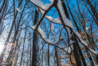 Low angle view of bare trees against blue sky