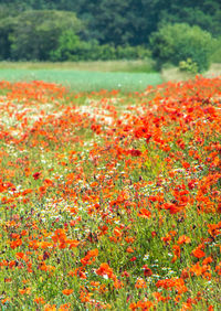 Close-up of red flowering plants on field