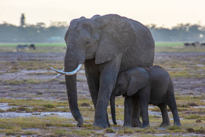 View of elephant and baby on the serengeti 