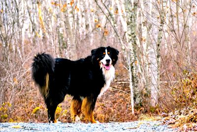 Portrait of black dog standing in forest