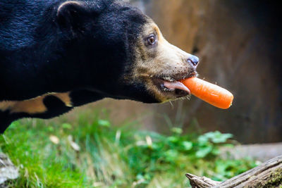 Close-up of dog eating outdoors