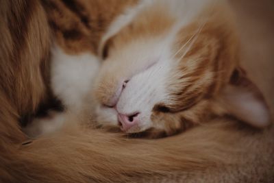 Close-up of cat sleeping