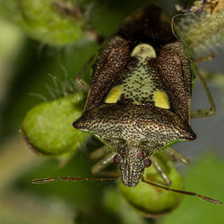 Close-up of insect on plant