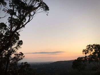 Silhouette trees against sky during sunset