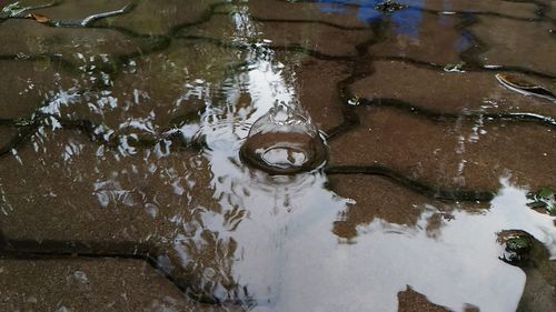 Reflection of trees in puddle