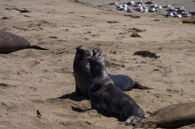 High angle view of two seals barking on beach