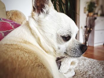 Close-up of dog relaxing at home