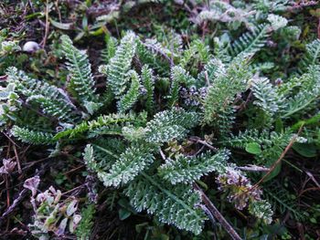 Close-up of fern plant in garden