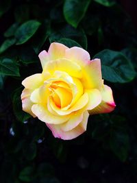 Close-up of pink rose blooming outdoors