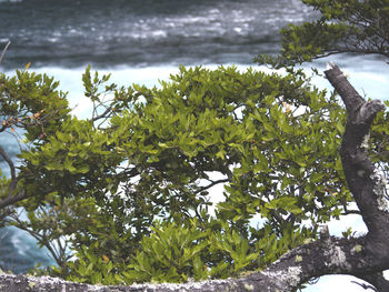 Trees by lake against sky