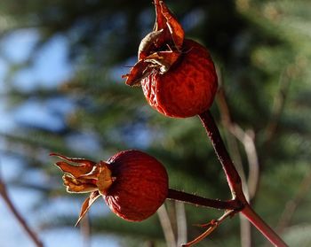 Close-up of red rose