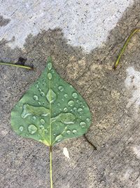 High angle view of leaf on water