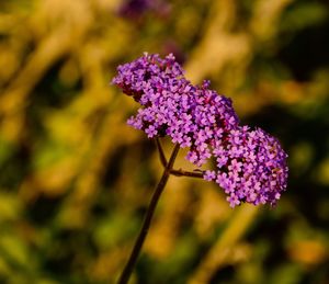 Close-up of purple flowering plant