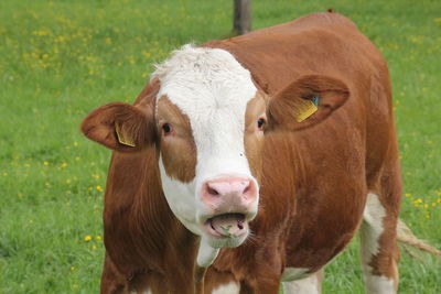 Portrait of cow on field
