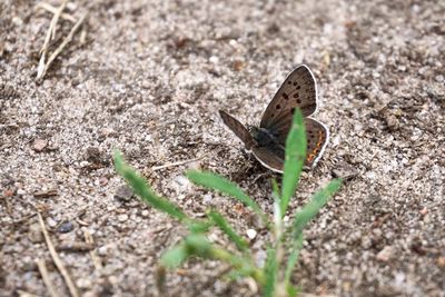 Close-up of butterfly on leaf