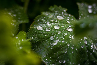 Close-up of wet plants