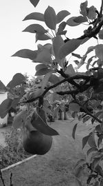 Close-up of flower tree on beach against clear sky