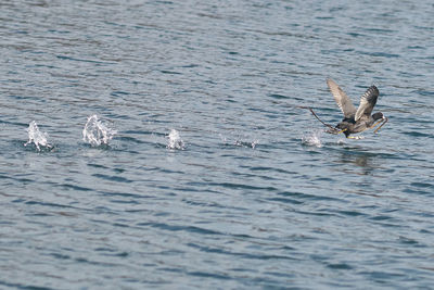 Ducks swimming in sea