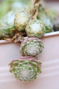 Close-up of vegetables on table