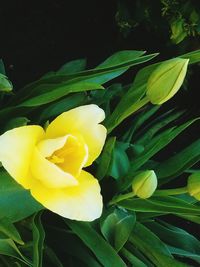 Close-up of yellow flower