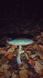 High angle view of mushroom growing on field