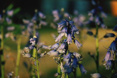 Close-up of purple flowering plant on field