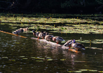 Ducks swimming in lake