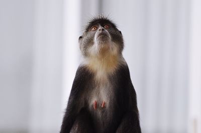 Close-up of monkey looking up