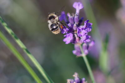 Close-up of bee pollinating on purple flower