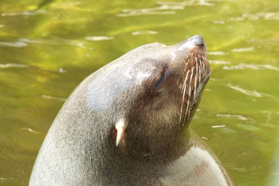 Side view of seal