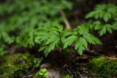 Close-up of fresh green leaves on field