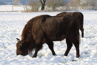 Horse on snow field