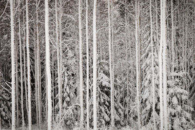 Pine trees in forest during winter