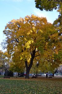 Trees in city against sky