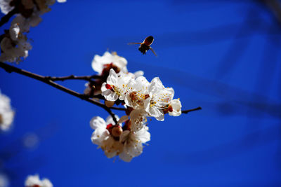 Low angle view of bee flying against blue sky