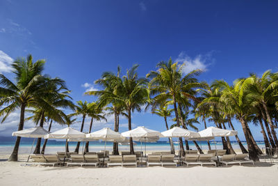 Palm trees and parasols on beach against blue sky