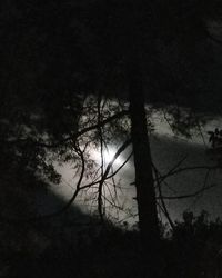 Silhouette trees in forest against sky at night