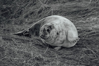 Portrait of seal relaxing on field