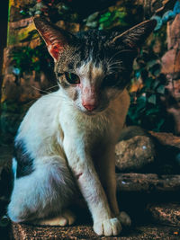 Portrait of cat sitting outdoors