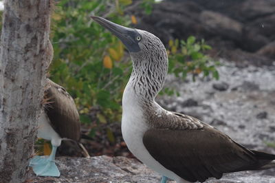 Close-up of bird