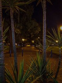 View of trees at night